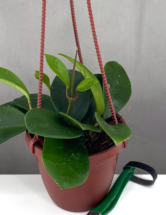 Hoya David's Green Cup - Plant Proper - 2" Pot