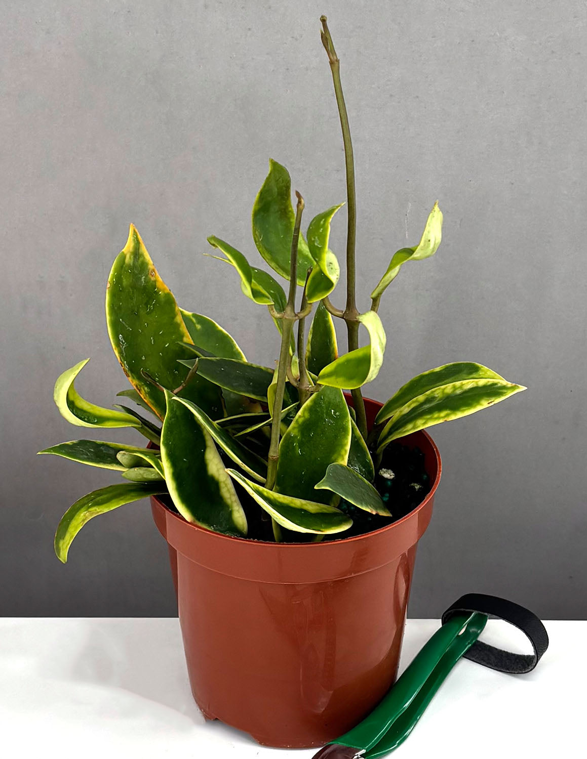 Hoya Diversifolia Albomarginata | Houseplants