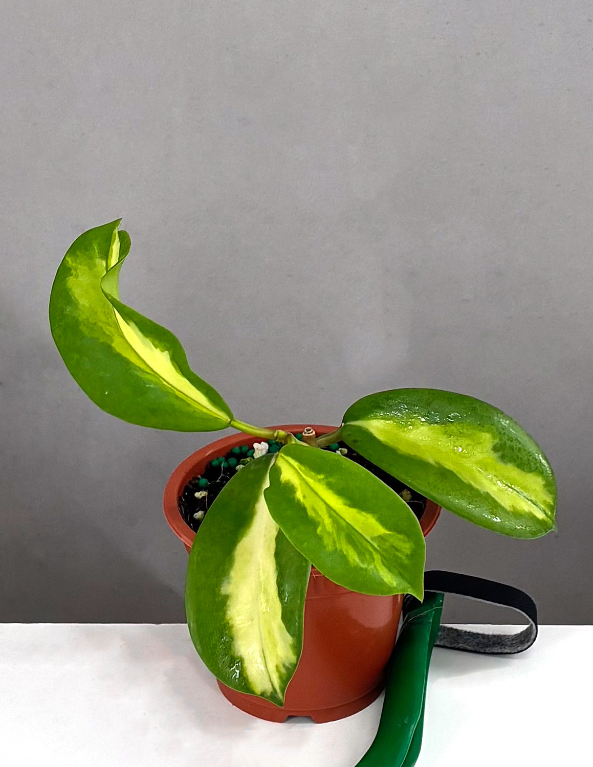philodendron maharani Hoya Diversifolia Maharani | Houseplants