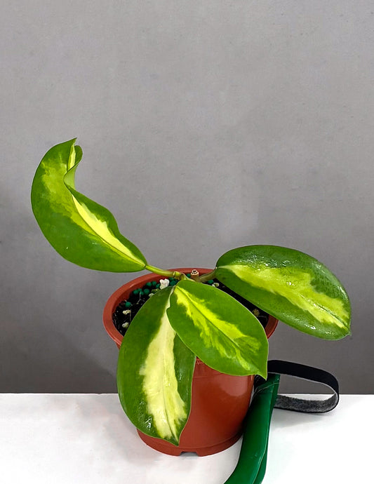 Hoya Diversifolia Maharani - Plant Proper - 3" Pot