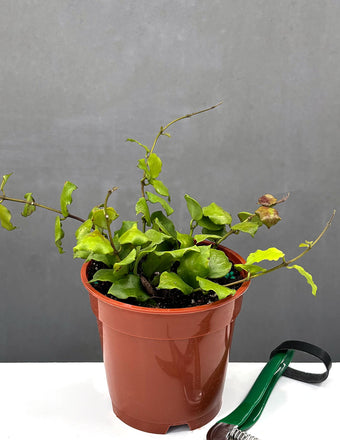 Hoya Endauensis - Plant Proper - 4" Pot
