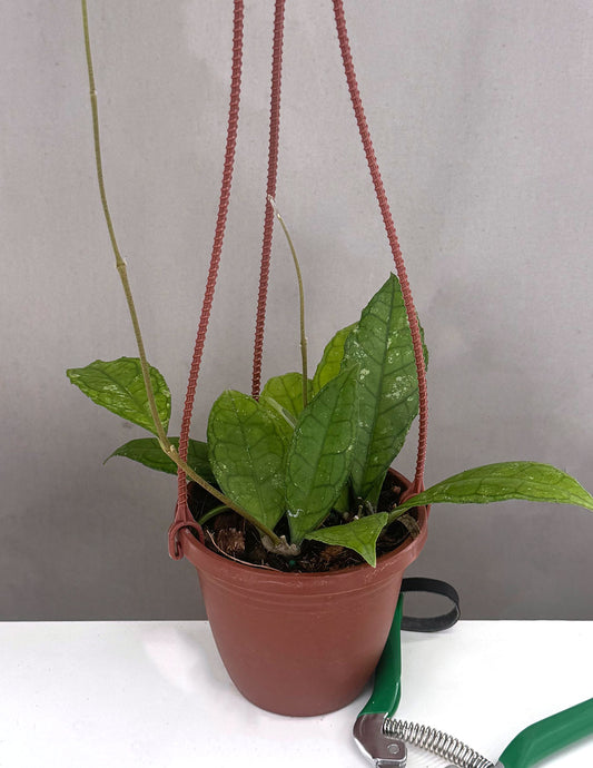 Hoya Finlaysonii Olfe - Plant Proper - 4" Hanging Basket