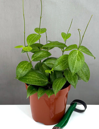 Hoya Fitchii - Plant Proper - 4" Pot