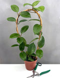 Hoya Fungii - Plant Proper - 4" Pot