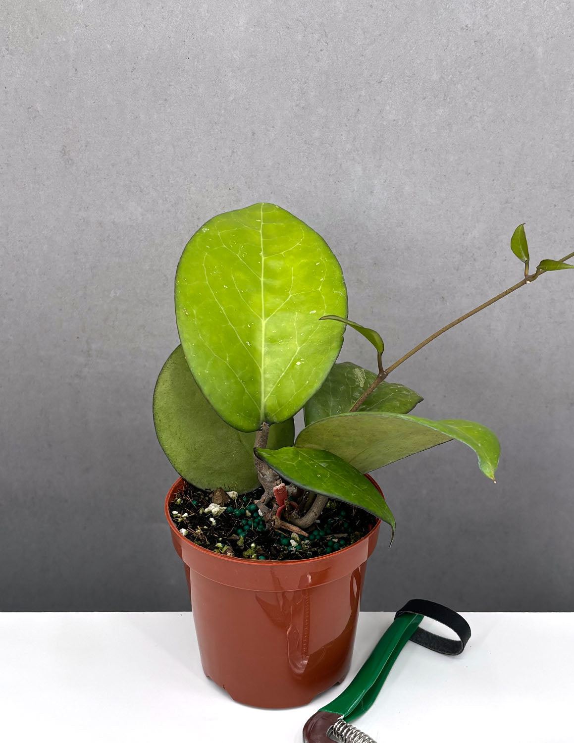 Hoya Fusco Marginata