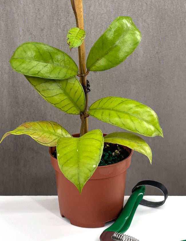 Hoya Gunung Gading - Plant Proper - 3" Pot