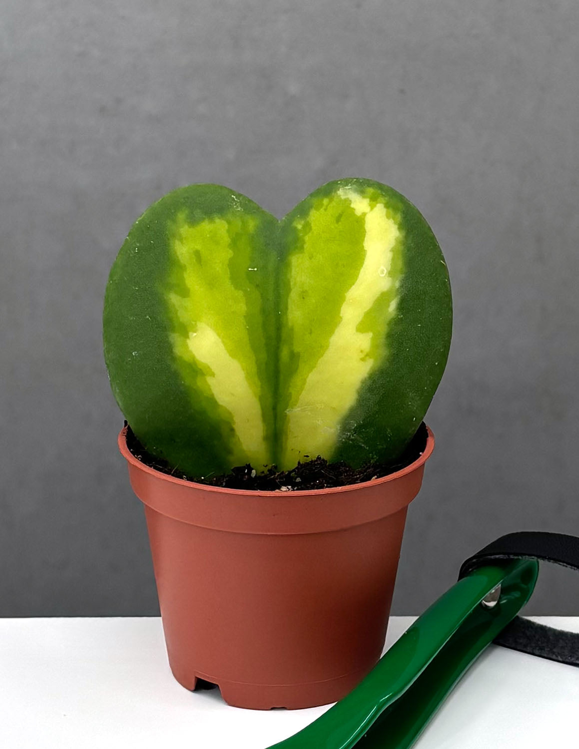 is hoya kerrii a succulent Hoya Kerrii Heart Flame