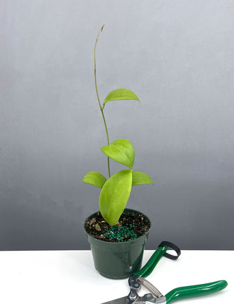 Plant Proper - Hoya Kicki - 4" Pot