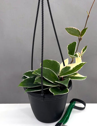 Hoya Krimson Queen - Plant Proper - 4" Hanging Pot