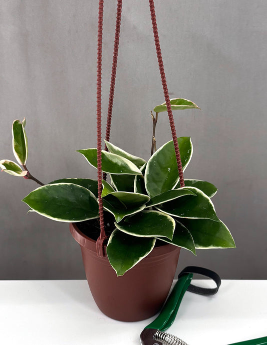 Hoya Krimson Queen - Plant Proper - 4" Hanging Basket