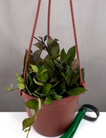 Hoya Krohniana Black - Plant Proper - 4" Pot