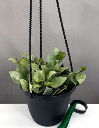 Hoya Krohniana Silver - Plant Proper - 4" Pot