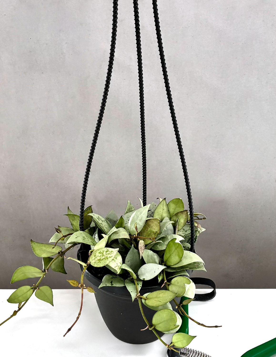 Hoya Krohniana Silver | Wax Plant | Always Affordable at Plant Proper