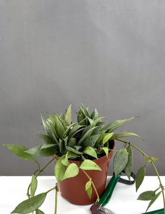 Hoya Lacunosa Mint - Plant Proper - 4" Pot