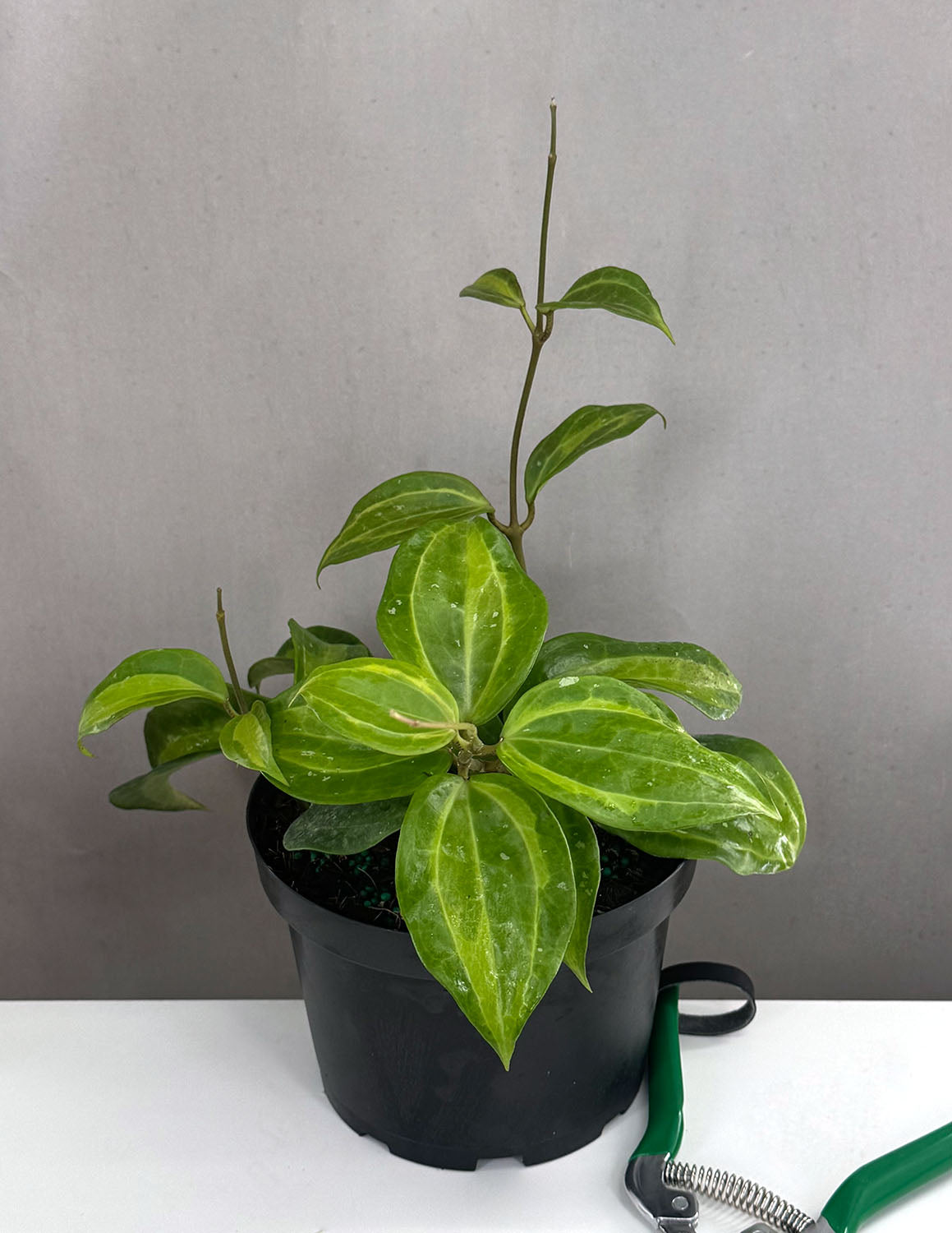 Hoya Latifolia Bai Bau | Wax Plant