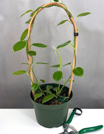 Plant Proper - Hoya Lauterbachii - 6" Pot