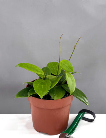 Hoya Sunshine MB 1379 - Plant Proper - 4" Pot