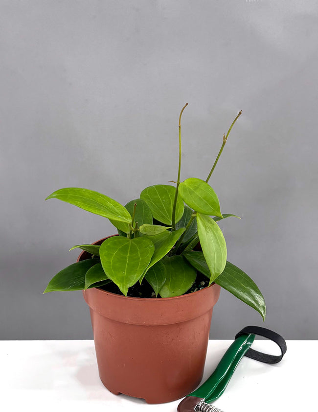 Hoya Sunshine MB 1379 - Plant Proper - 4" Pot