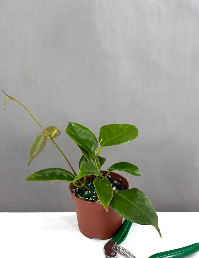 Hoya Macgillivrayi - Plant Proper - 3" Pot