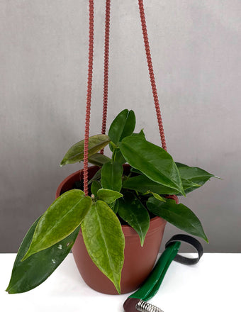 Hoya Macgillivrayi - Plant Proper - 2" Pot