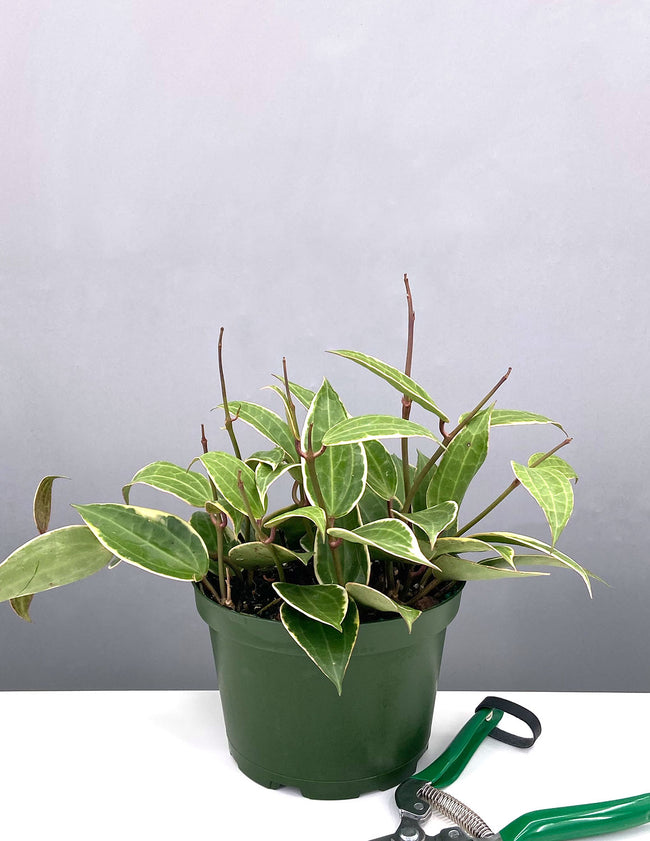 Hoya Macrophylla Variegated - House Plant - Plant Proper - 6" Pot