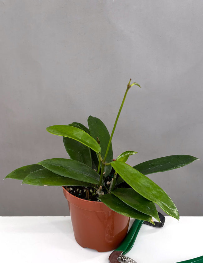 Hoya Meliflua - Plant Proper - 4" Pot