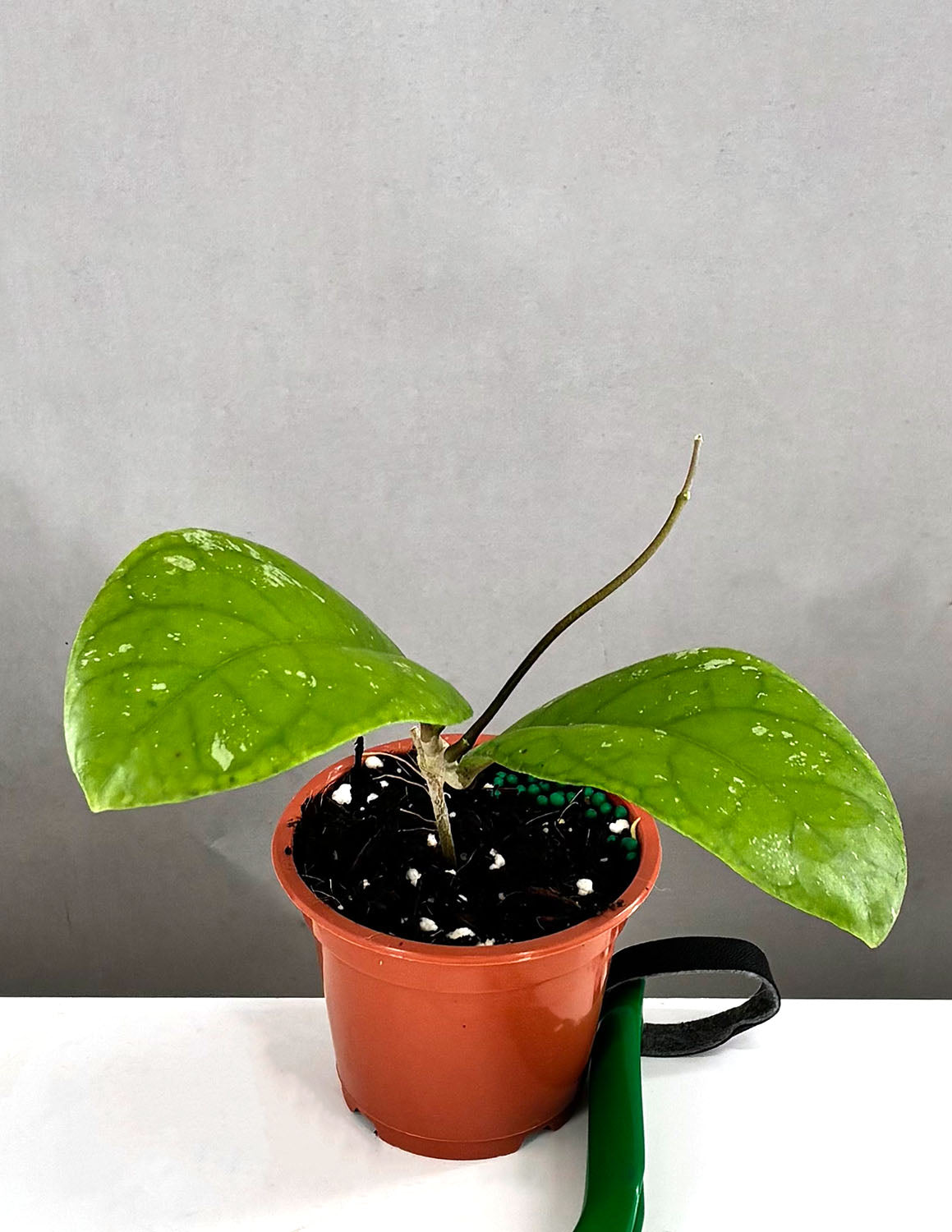 circle leaf indoor plant Hoya Meredithii Round Leaf | Wax Plant
