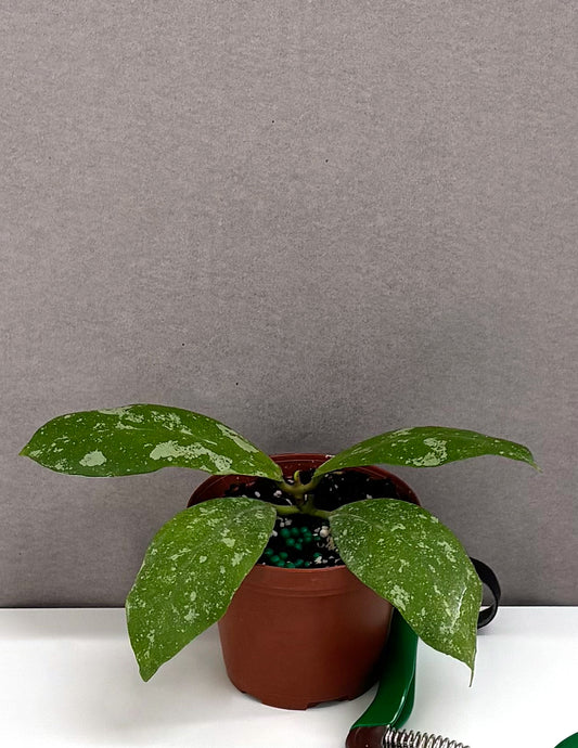 Hoya Mitrata Splash - Plant Proper - 3" Pot
