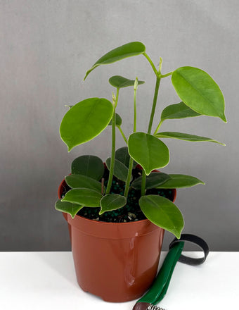 Hoya cv Monette - Plant Proper - 4" Pot