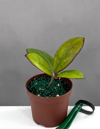 Hoya Nathalie - Plant Proper - 3" Pot