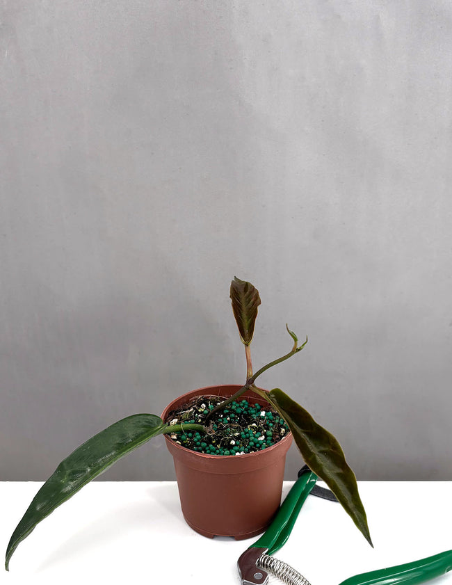 Hoya Onychoides - Plant Proper - 3" Pot