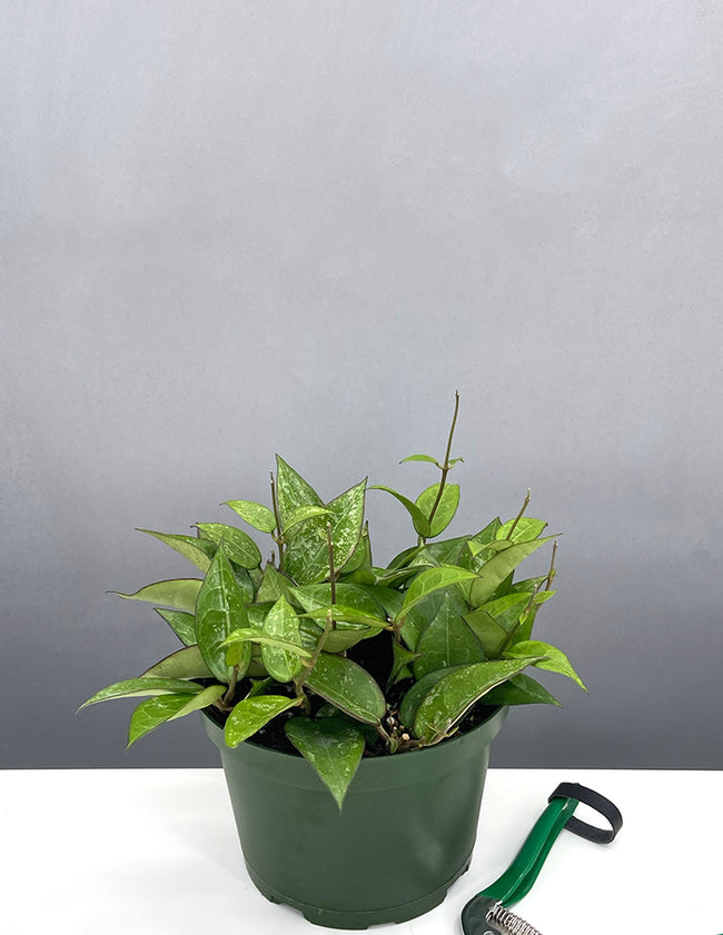Hoya Parasitica Black Margin - House Plant - Plant Proper - 6" Pot