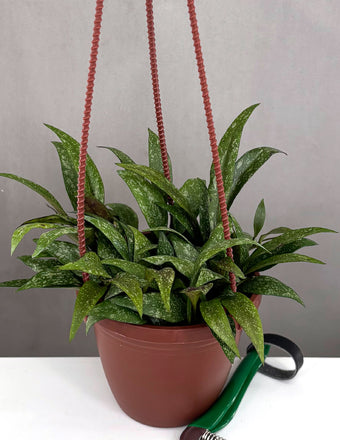 Hoya Parviflora - Plant Proper - 4" Pot