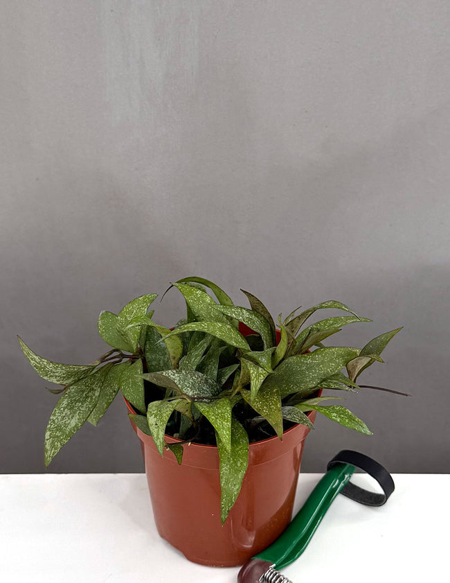 Hoya Parviflora - Plant Proper - 4" Pot