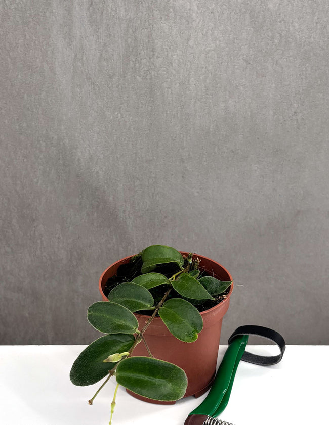 Hoya Patella Pink - Plant Proper - 3" Pot