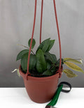 Hoya Patella Pink - Plant Proper - 4" Hanging Basket