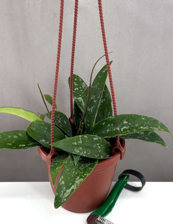 Hoya Phuwuaensis - Plant Proper - 4" Pot