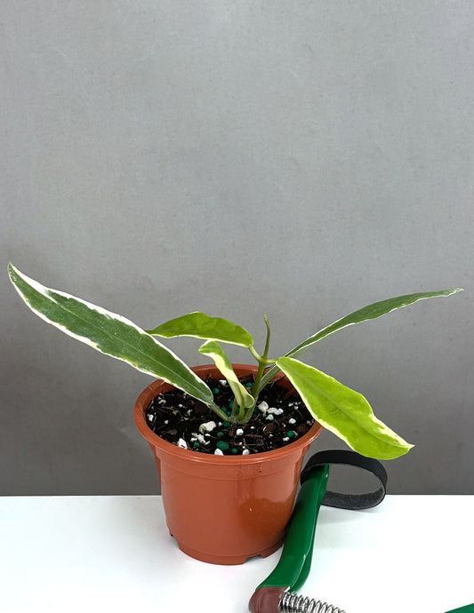 hoya pimenteliana albo - Plant Proper - 3" Pot