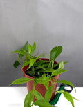 Hoya Polyneura Fisthtail - Plant Proper - 4" Pot