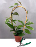 Hoya Pottsii - Plant Proper - 4" Pot