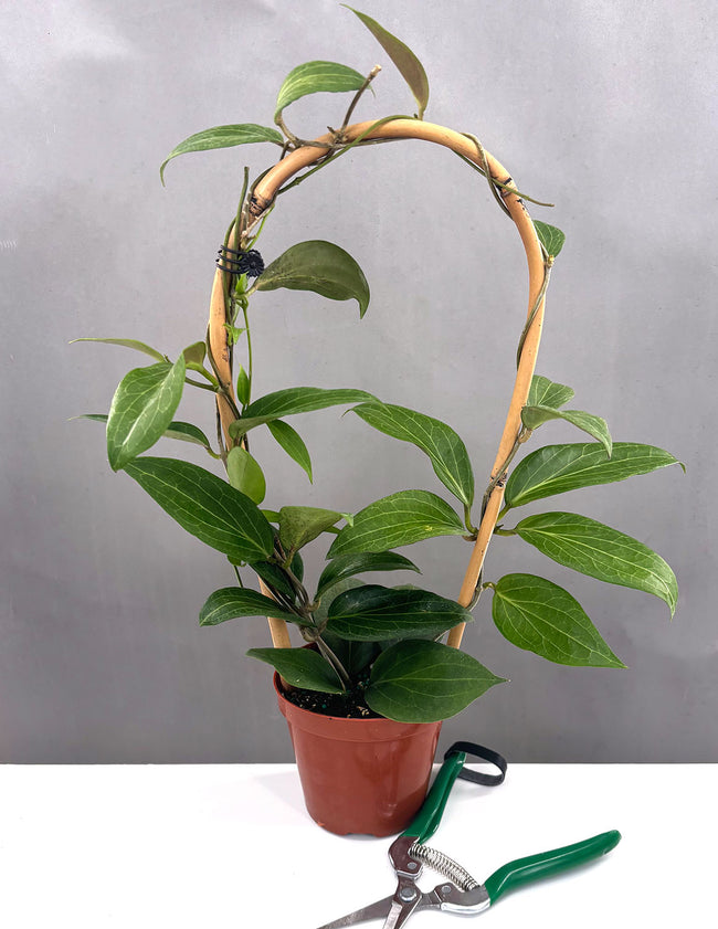 Hoya Pottsii - Plant Proper - 4" Pot