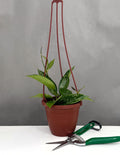 Hoya Pottsii Splash - Plant Proper - 4" Hanging Pot