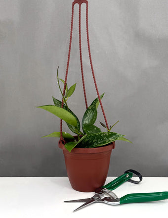 Hoya Pottsii Splash - Plant Proper - 3.5" Pot