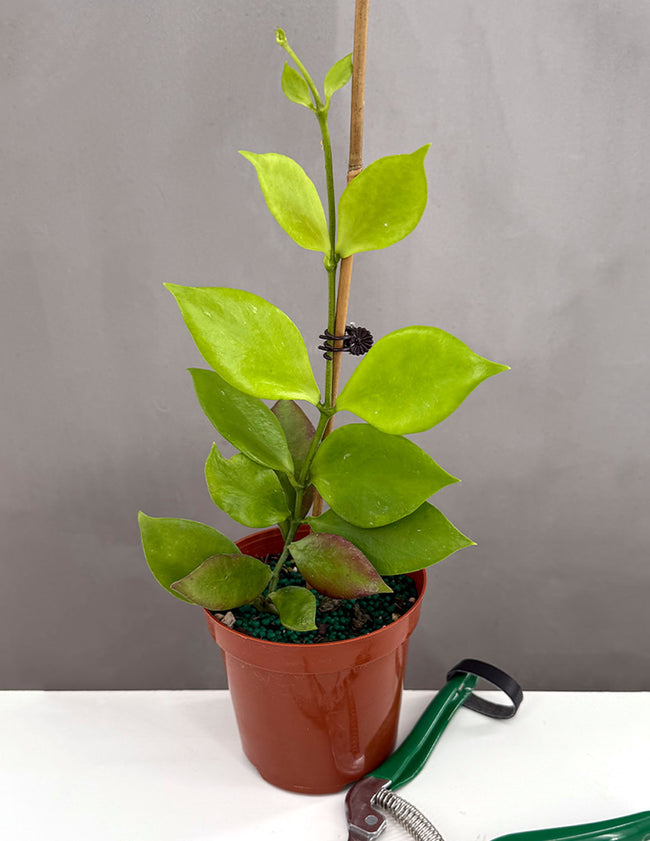 Hoya Psuedo Littoralis - Plant Proper - 4" Pot