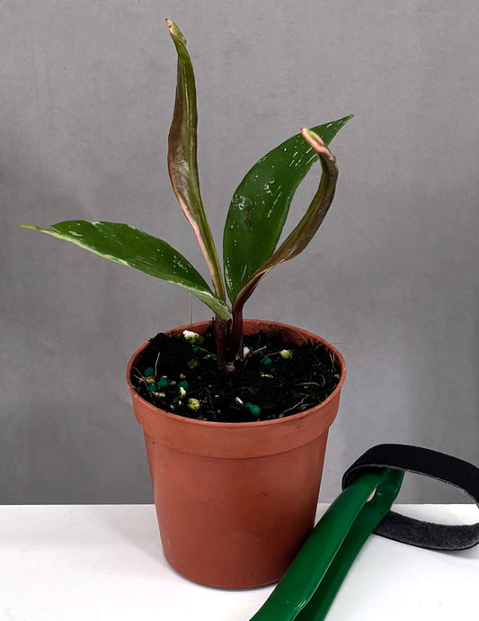 Hoya Pubicalyx Albomarginata - Plant Proper - 3" Pot