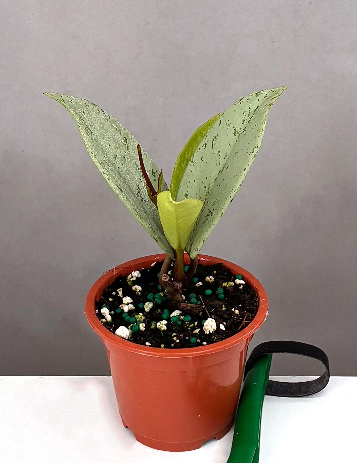 Hoya Pubicalyx Pink Silver Ghost | Always Affordable at Plant Proper
