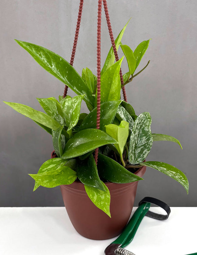 Hoya Pubicalyx Splash - Plant Proper - 4" Hanging Pot
