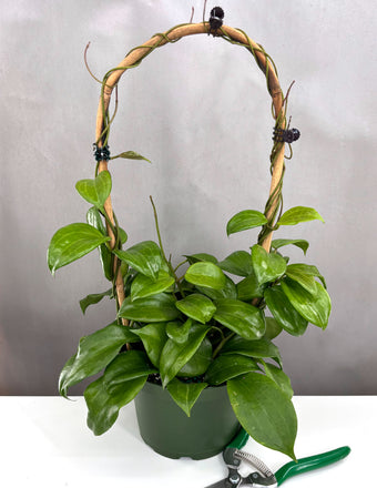 Hoya Quinquenervia - Plant Proper - 4" Pot