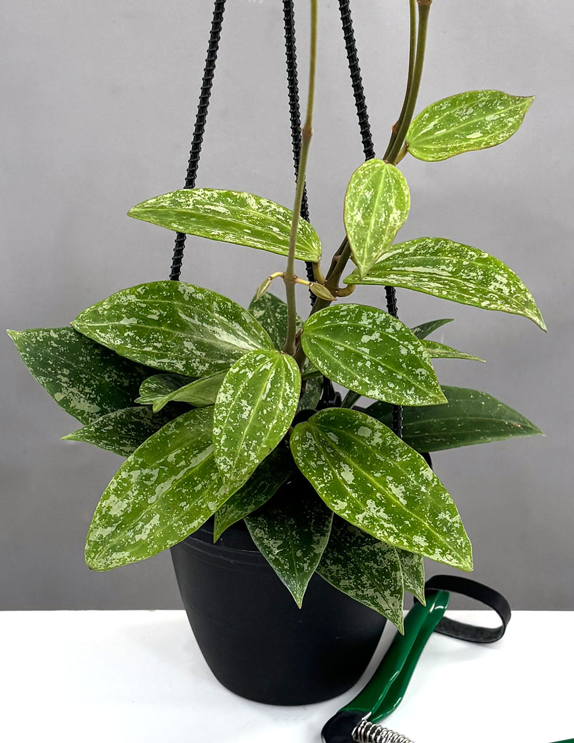 Hoya Rangsan Splash | Wax Plant | Always Affordable at Plant Proper