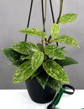 Hoya Rangsan Splash - Plant Proper - 4" Hanging Pot
